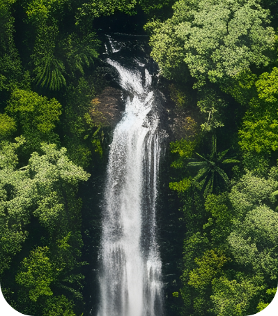 Miyawaki Forests